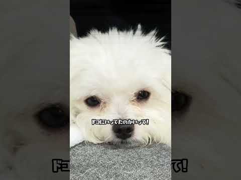 dog left behind#Dog #Cute #Poor #Maltese #犬 #可愛い #かわいそう #チワマル #置いて行かれた犬