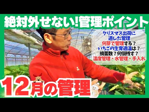 【いちご栽培】12月の管理を解説します！