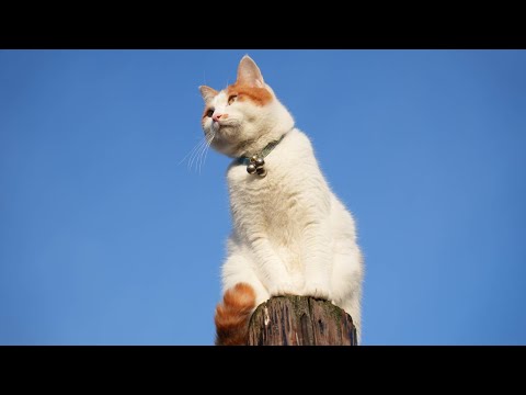 猫の動画サムネイル - てっぺんのちろ　250717