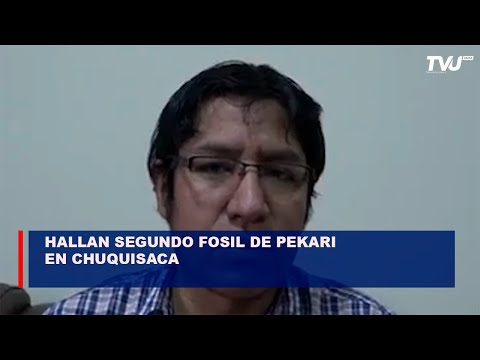 Hallan segundo fosil de Pekari en Chuquisaca y se suman 7 especies descubiertas en esa área