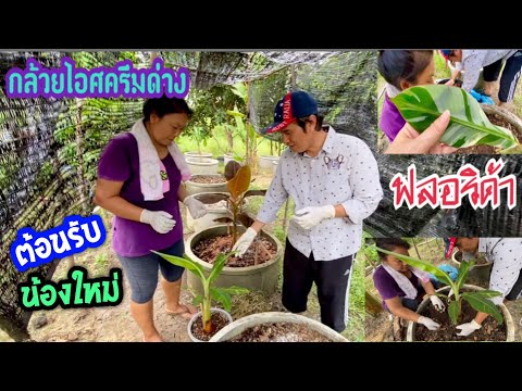 ต้อนรับน้องใหม่-กล้วยด่างไอศคร ต้อนรับน้องใหม่-กล้วยด่างไอศคร