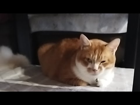 ぼーちゃんのライブ配信と猫動画の魅力を徹底解説【2025年9月】 サムネイル