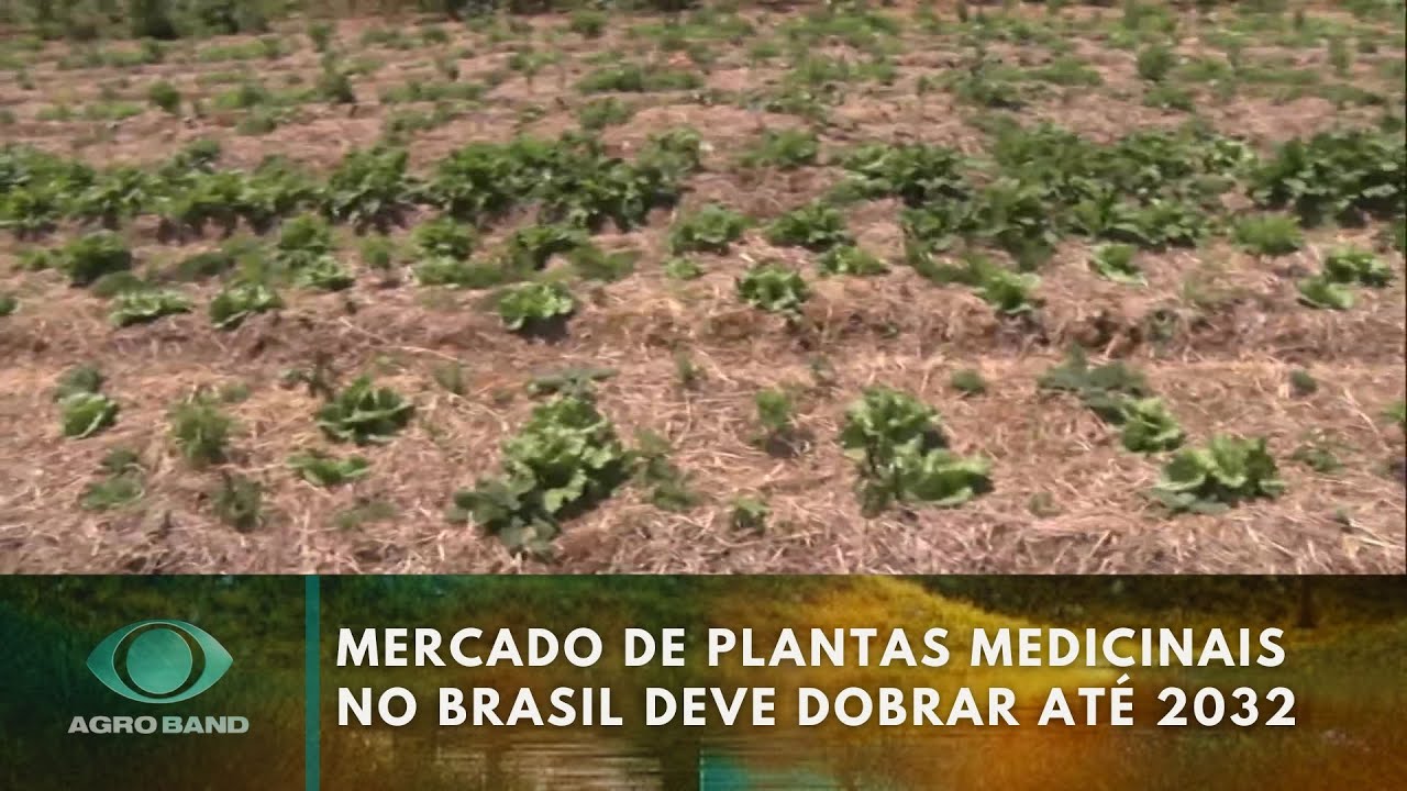 Plantas medicinais mercado brasileiro tem potencial