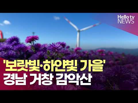 [영상리포트] '보랏빛·하얀빛 가을' 경남 거창 감악산ㅣ#헬로tv뉴스