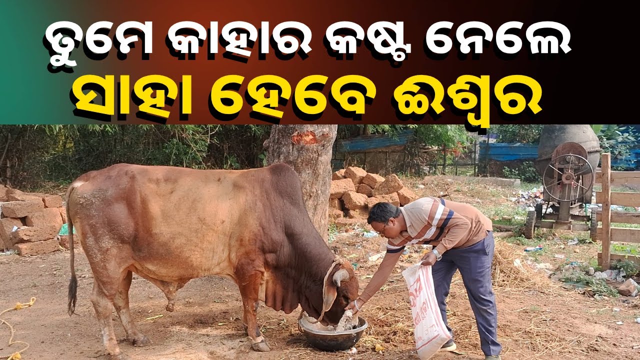 ପଶୁ ପ୍ରତି ମାନବିକତା ଦେଖାଇଲେ, ଆହତ ଷଣ୍ଢର ଚିକିତ୍ସା କଲେ ସ୍ବେଚ୍ଛାସେବୀ || Knews Odisha