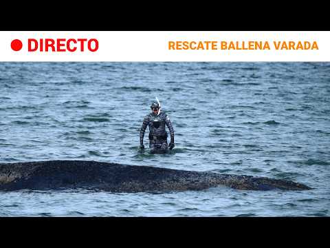 DIRECTO | RESCATE de una BALLENA VARADA al norte de ALEMANIA | RTVE Noticias