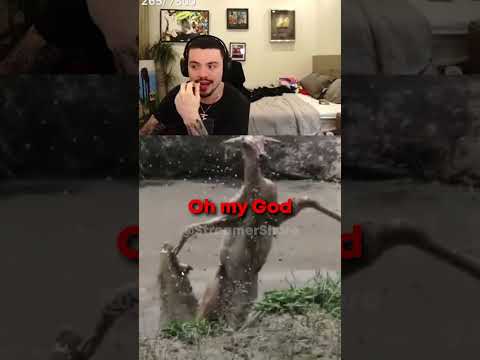 Adapt Watching Animal Planet is COMEDY GOLD (HILARIOUS 😭💀)