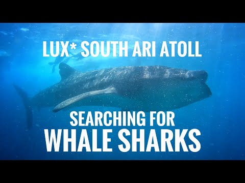LUX* SOUTH ARI ATOLL | SEARCHING FOR WHALE SHARKS
