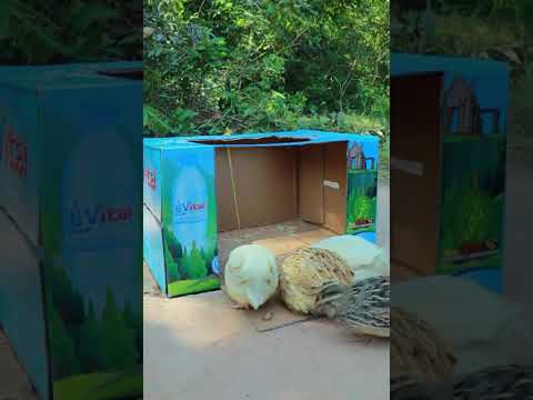 Creative unique method bird trap using paper box
