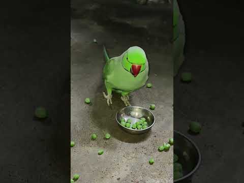 amazing talking parrot mithu💚🦜#petbird #talkingparot#nonstoptalkingparrot #comedy#funny#talkingbird