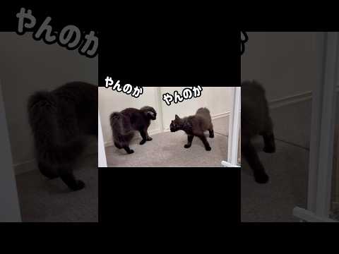 【双子保護猫】子猫達のニャンプロが可愛すぎる🐾