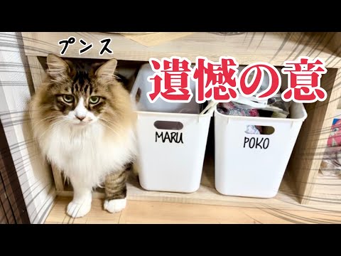 怒りを隠せないタヌキ🔥【元野良猫まるとら&ぽこまる】