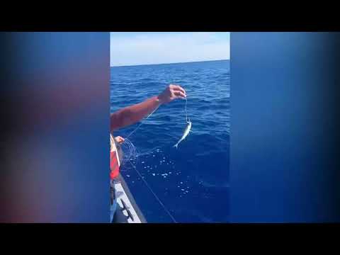 Guardacostas hallaron una línea de pesca con carnada viva en Golfito