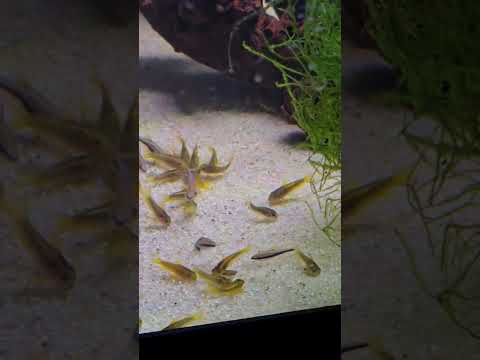 gold laser and blue Kerri tetras growout tank #aqu 