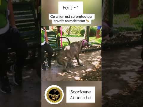 Univers du chien et sa maîtresse