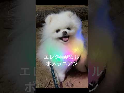 エレクトリカルポメラニアン