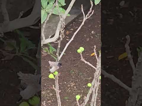 Bulbul teasing Cuckoo