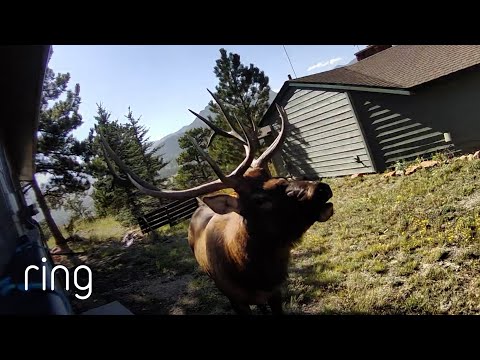 Large Elk Sings for the Ring Camera! | RingTV