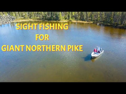 Sight Fishing Giant Pike in Shallow Water