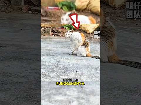 Kucing Jalanan di Hina Karna Punuk di Punggungnya😢