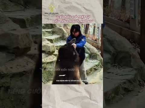 Gấu nâu có thật sự hiểu tiếng người không #haihuoc #funny #giaitri #dongvat #shorts