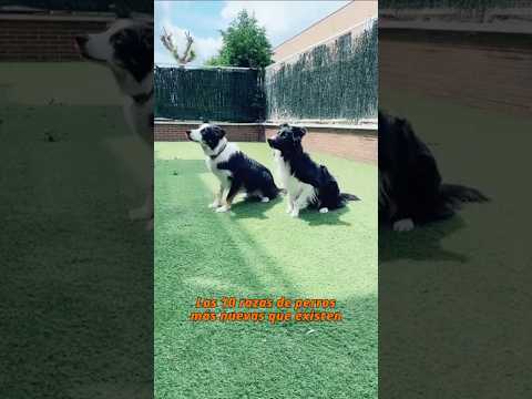 🐕 Las 10 razas de perros mas nuevas que existen #perros