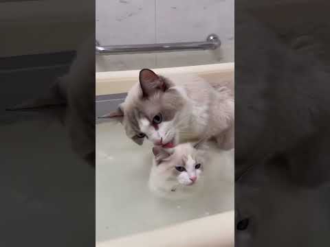 のんびりにゃんこ #cat #ragdoll #kitten #ラグドール