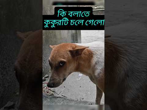 🤔🤔কি বললাম যে কুকুরটি চলে গেলো 🤔🤔 (what makes the dog go away)