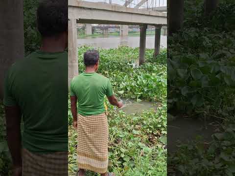 most Popular hook fishing video #fishing #fish #shorts #vlog #nature #villagelife #funny