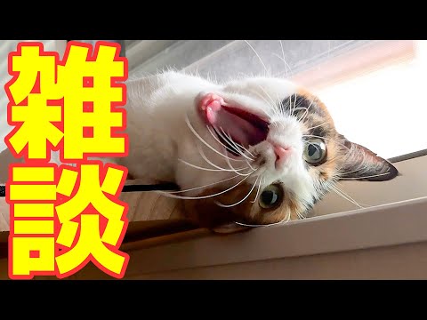 猫の動画サムネイル - 本当にお久しぶりです、、、、いろいろありすぎた生放送。