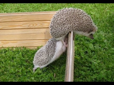 Top Funny And Cute HEDGEHOG Videos Compilation 2019 [BEST OF]