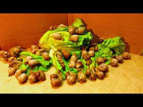 Tiny Snails Enjoying Their Chiocciole Meal