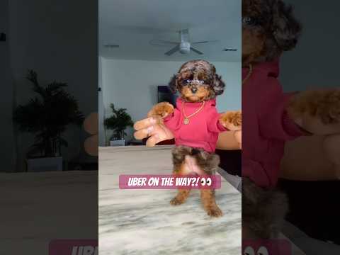 Had to do the Camden Bop #camdenbop #toypoodle #merlepoodle #puppy #merle