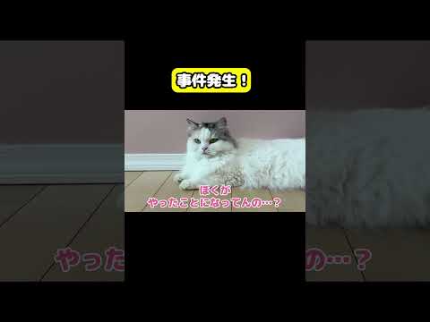 猫つくしの面白動画とアテレコ・ニャンチューバーの見どころ サムネイル
