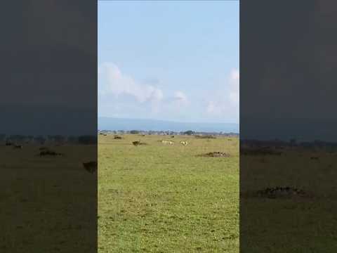 Cheetah in Full Speed Hunt | Incredible Chase and Successful Kill | Wildlife Education | #kenya