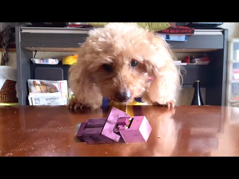 猛犬ガオガオ