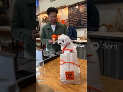 Donut Shop 2#Dog #Cute #Donut #Staff #maltese #いぬ #かわいい #ドーナツ #店員 #チワマル #ai #sora #sora2