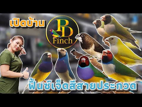 เปิดบ้านPDFinchฟิ้นซ์7สีส