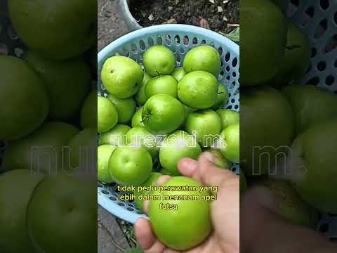 apel futsa #shorts #budidayatanaman #pertanian #gardening #fruit #apel #buah #harvest #garden #viral