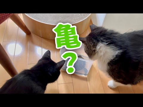 亀を保護したときのこと。