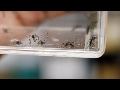 Preocupación de autoridades por aumento de casos de dengue