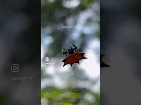 What we learn from spider #spiderweb #lesson #motivation #fypシ゚ #foryou