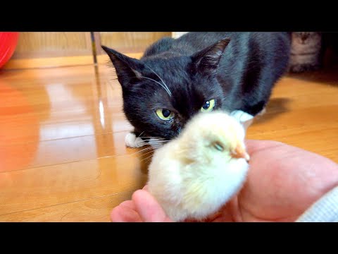 猫の動画サムネイル - 初めてみるヒヨコに猫ソラン君はこうなっていた