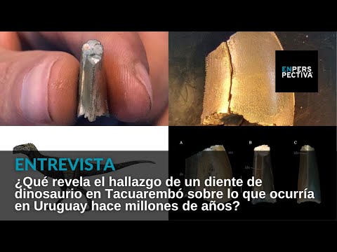 ¿Qué revela el hallazgo de un diente de dinosaurio en Tacuarembó?