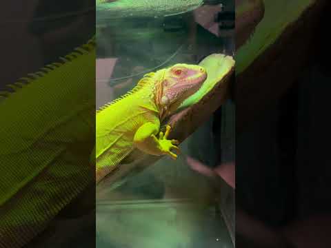 なぜか部屋にカマキリの○体が落ちていました…