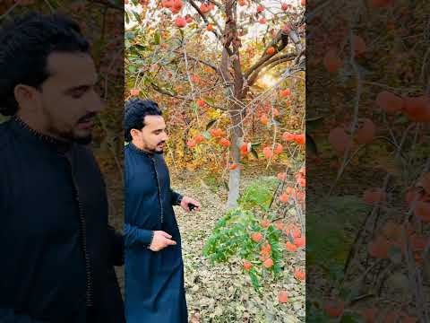 د لغمان خواږه املوک #afghanistan #laghman #amlok #fruits #افغانستان