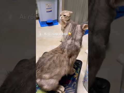 Ai rồi cũng phải sợ vợ 😜 #linhmientay #cat #xuhướng #pets #thucung