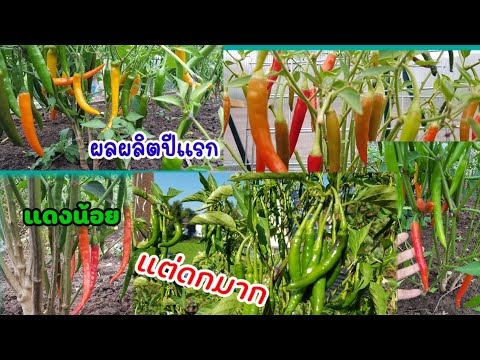 พาชมพริกในสวนกันค่ะ|Lifeof