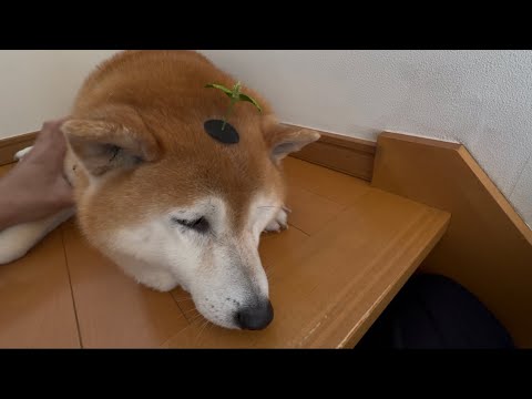 柴犬福が兄に撫でられてほっこりする動画 サムネイル