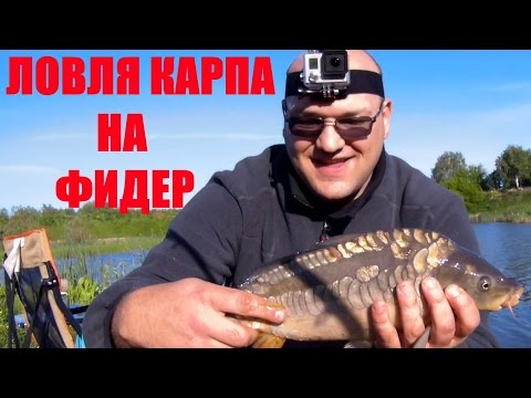 как я ловил карпа на фидер как я ловил карпа на фидер